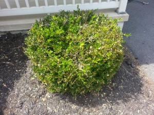 Boxwood