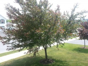 Crabapple or Ornimental Cherry Tree