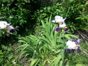 Irises