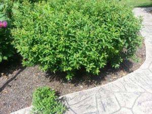 Spirea