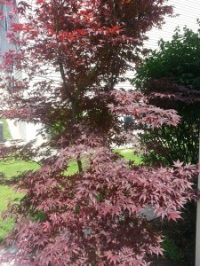 Japanese Maple