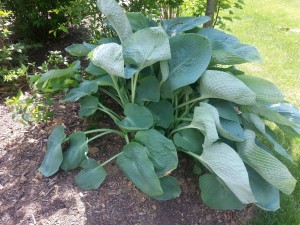 Hosta