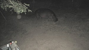 A hippo at our campsite at night